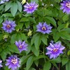 Outsidepride Passion Flower - 500 Seeds