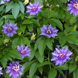 Outsidepride Passion Flower - 500 Seeds