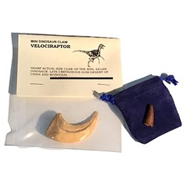 Cast Replica Velociraptor Dinosaur Claw with Bonus Genuine Fossil Spinosaurus Dinosaur Tooth - DINOSAURS ROCK