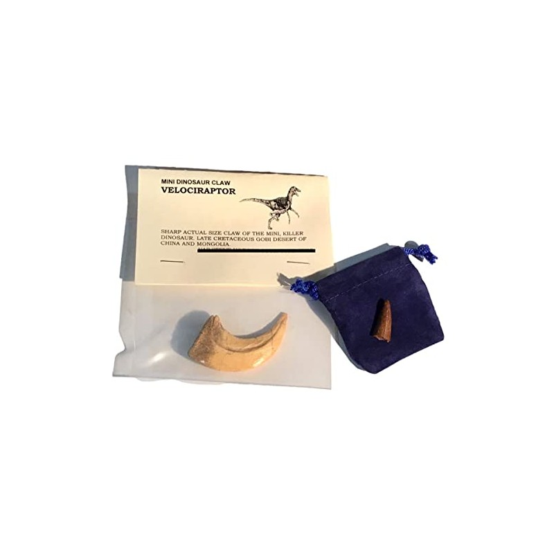 Cast Replica Velociraptor Dinosaur Claw with Bonus Genuine Fossil Spinosaurus