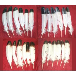 Zucker 6 Large 10-12" Imitation Eagle Feathers #1 Grade Black tip or Brown L or R wing  - Black tip R wing