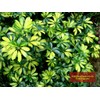 Umbrella Tree Gold Capella | 1 Extra Large Trade 3
