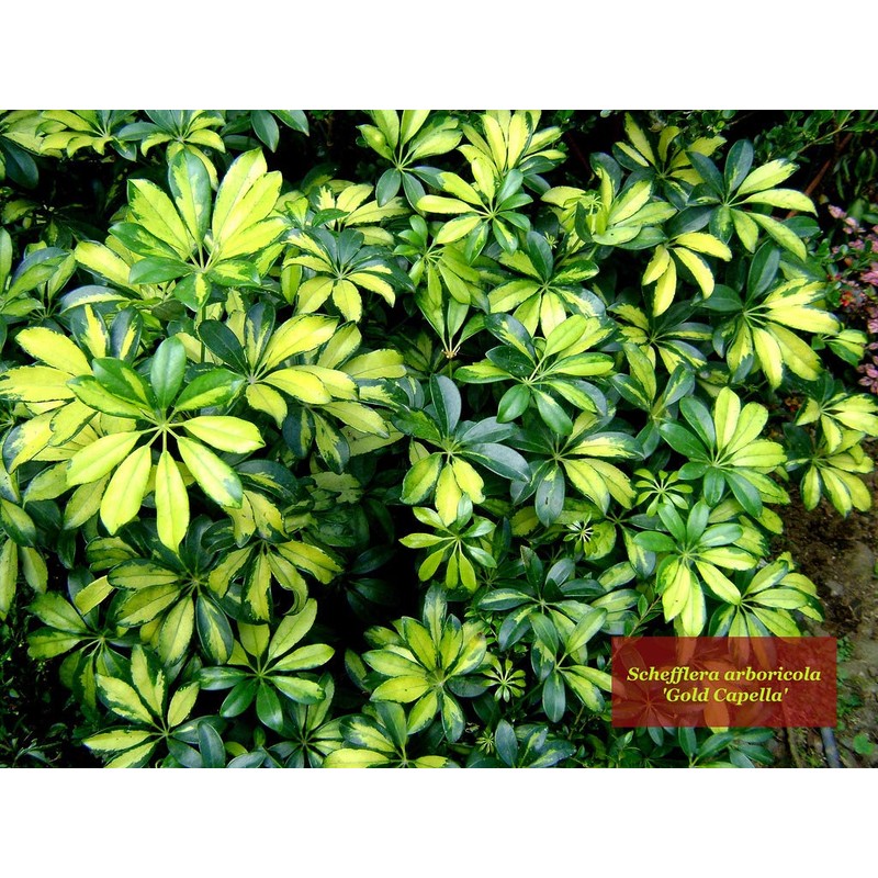 Umbrella Tree Gold Capella | 1 Extra Large Trade 3