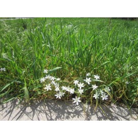 Unbranded Star of Bethlehem plant - ornamental flower - 100 bulbs