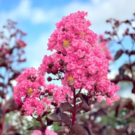 Shell Pink Black Diamond Crape Myrtle, 1 gal. Nursery Pot, 12-18 in Tree Height