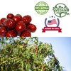 DABC OAK LAND Dried Dates, High Nutrition, High Vitamins, Red
