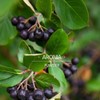 엄마애손 Mom's Son Aronia Powder 500g Domestic 100% Aronia Powder