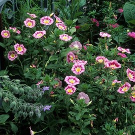 Morning Glory Seeds (Dwarf) - Rose Ensign - Packet - Purple/Pink/Yellow Flower Seeds, Heirloom Seed, Open Pollinated Seed Attracts Bees, Attracts Butterflies, Attracts Hummingbirds, Attracts