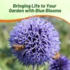 Outsidepride Blue Globe Thistle Seeds - 1000 Pcs Perennial, Drought