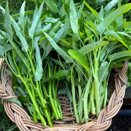 2000+ Kong Xin CAI Vegetable Seeds Water Spinach Kangkong Delicious Vegetable Seeds for Green Leaf Planting Garden Non-GMO Choy Ong Seed
