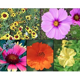 Florida, Gulf Coast and Puerto Rico Wildflower Seed Mix - Annuals, Perennial Seeds