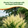 Outsidepride Dioicus Aruncus Flower Seeds - 50 Pcs Perennial Hardy,
