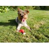 Rosewood Meaty Chicken Takeaway Leg Tough Dog Toy
