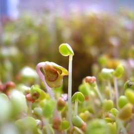 Amaranth Seeds - Red Army - 1 Oz ~37500 Seeds - Amaranthus cruentus - Non-GMO, Heirloom - Microgreens & Grain