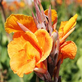 Wyoming Canna Flower Bulbs - 3 Bulbs per Pack - Attracts Butterflies and Hummingbirds - Deer Resistant - Grows Well in Containers - Easy to Grow Live Plants - Outdoor Garden