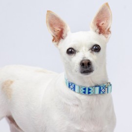 Country Brook Petz - Snowy Pines Martingale Dog Collar and Leash - Christmas Collection Featuring Festive Designs (1 Inch, Medium)