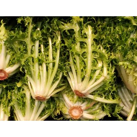 Endive Seeds “Salad King” - Bolt, Heat, and Frost Resistant Leaf Chicory aka Puntarelle | Cichorium endivia | Heirloom Seeds by Liliana's Garden |
