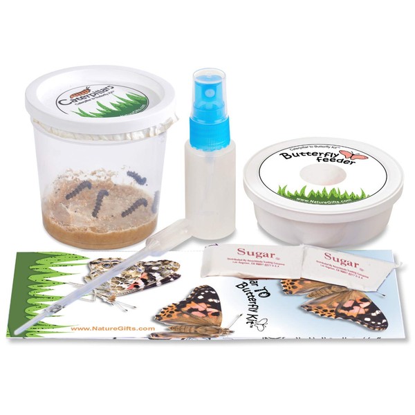5 Live Caterpillars Shipped Now- Butterfly Kit Refill