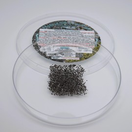 Coastal Silkworms 1,000 Count Live Silkworm Eggs Bombyx Mori (Pack of 1)