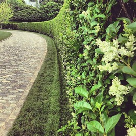 Curled Leaf Privet | 3 Live Quart Size Plants | Ligustrum Japonicum Recurvifolium, Evergreen Flowering Privacy Hedge, Ornamental Shrub for Lush Landscapes