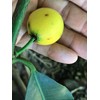 Lemon Drop Mangosteen Garcinia Intermedia Yellow Tropical Fruit Tree Plant