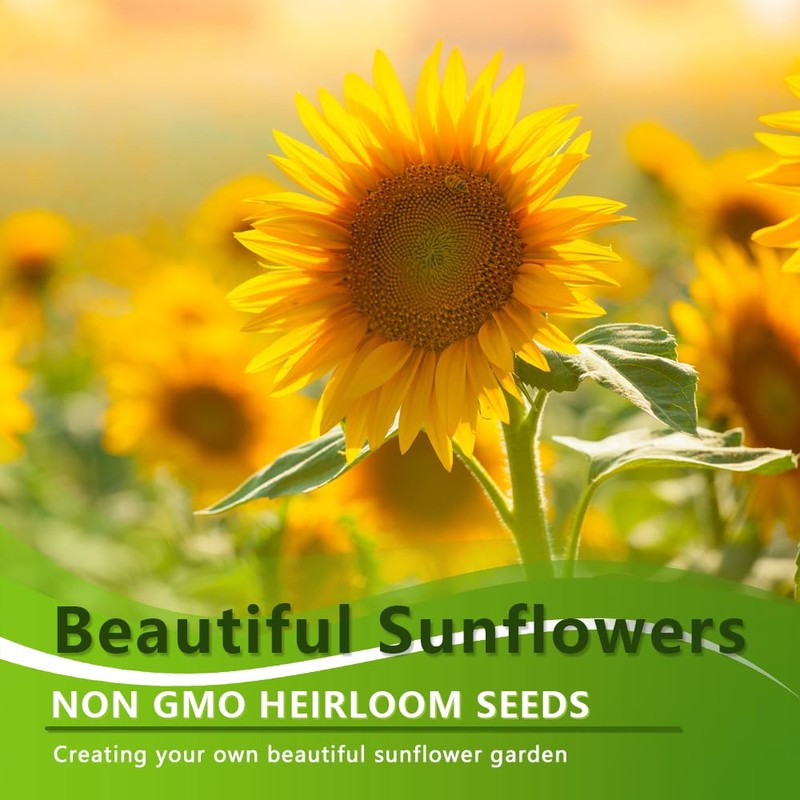 1000+ Sunflower Seeds for Planting Heirloom Non-GMO, Bulk Package of