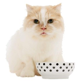 Necoichi Anti-Spill Cat Food Bowl (Cat Dots)