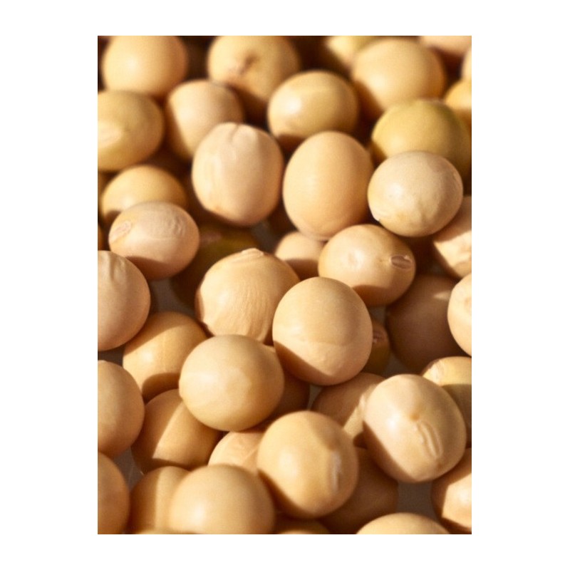 Soy Biome Protein Repair Treatment 250ml / 소이 바이옴 프로틴
