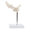Axis Scientific Occipital Bone - C1 and C2, Human Skull