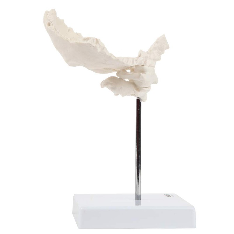 Axis Scientific Occipital Bone - C1 and C2, Human Skull