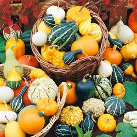 FUN AND GROW SEEDS: Seeds Ornamental Pumpkin Seven Mix Non GMO Heirloom