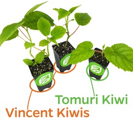 2 Vincent Female Kiwis & 1 Tomuri Male Kiwi (Actinidia chinensis) Bundle by Wellspring Gardens - Thriving Kiwi Plant Pairing - Perfect for Southern Gardens, Pollination Duo (3-Pack)
