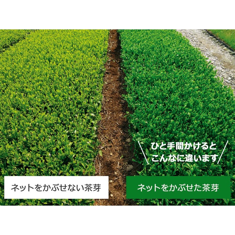 Shizuoka Prefecture Makinohara Deep Steamed Tea Covered Tea Dark Green