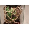 Emor Small Animals Crooked Jungle Pig Pet Habitat Decoration Suction