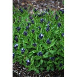 Perennial Farm Marketplace Amsonia 'Blue Ice' (Thread-Leaf Star) Perennial, Size-#1 Container, Lavender Flowers