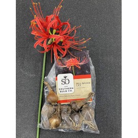 Heirloom Red Spider Lily (Lycoris Radiata) Bulbs, Fall Blooming Perennial, Perfect for Southern Climates, Pack of 10 Bulbs