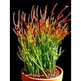 Pencil Cactus, Firesticks | 12 Succulent Cuttings - Also Known As Euphorbia