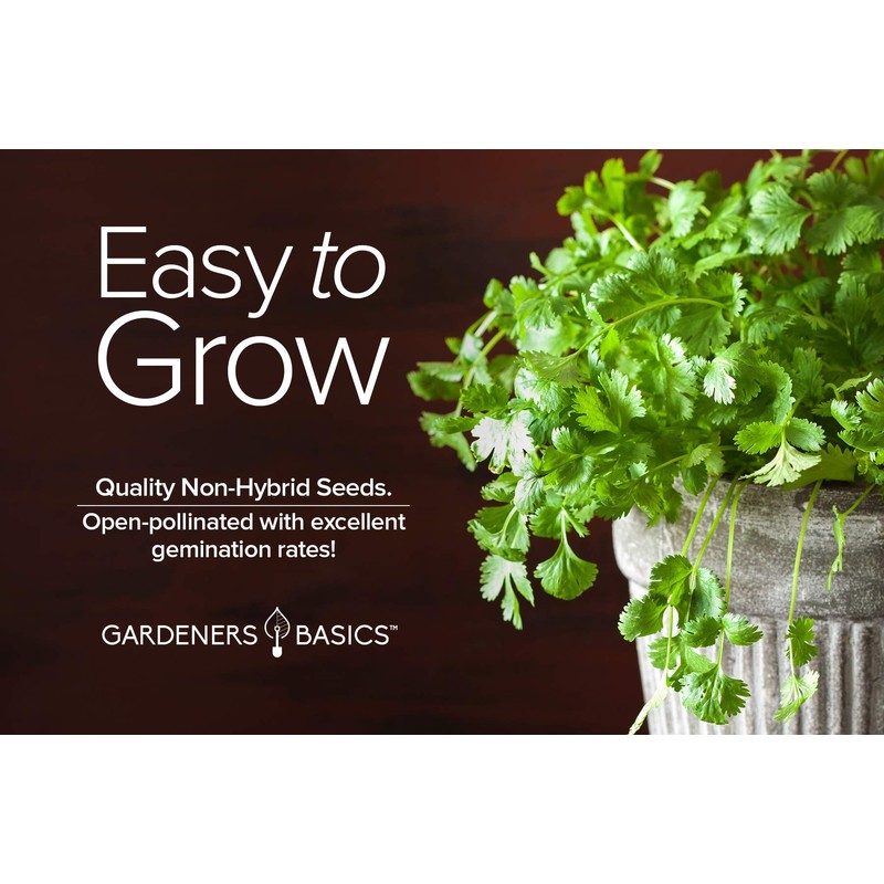 Cilantro Seeds for Planting Heirloom Non-GMO Herb Coriander Plant Seeds