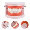 Rosenice Tooth Model Dental Model, Standard Dental Teaching, Study Typodont