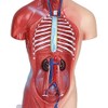 Human Torso Body Model Anatomy Anatomical Medical Internal Organs for