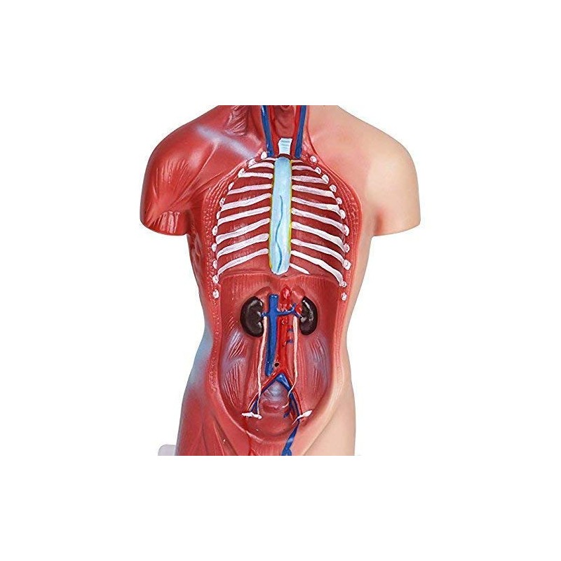 Human Torso Body Model Anatomy Anatomical Medical Internal Organs for