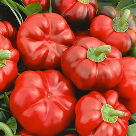 Cheese Red Sweet Pepper Seeds - 1 Oz ~5000 Seeds - Non-GMO, Heirloom - Vegetable Garden - Capsicum annuum