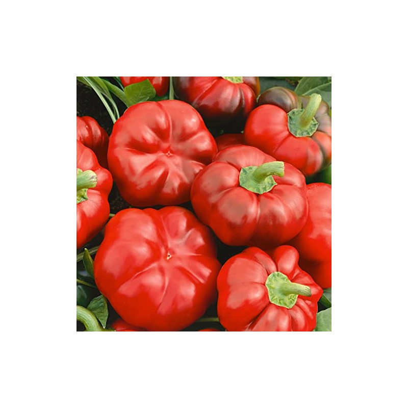 Cheese Red Sweet Pepper Seeds - 1 Oz ~5000 Seeds