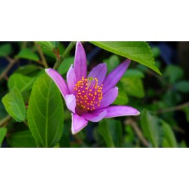 Lavender African Star Flower Crossberry Live Semi Tropical Tree Plant Purple Pink Single Bloom Starter Size 4 Inch Pot Emerald tm