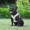 AMTOR Small Dog Harness with Leash Set, No Escape Easy