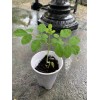 Ripkitty Moringa Oleifera (Tree of Life) Wingless Seeds Planting Nuts