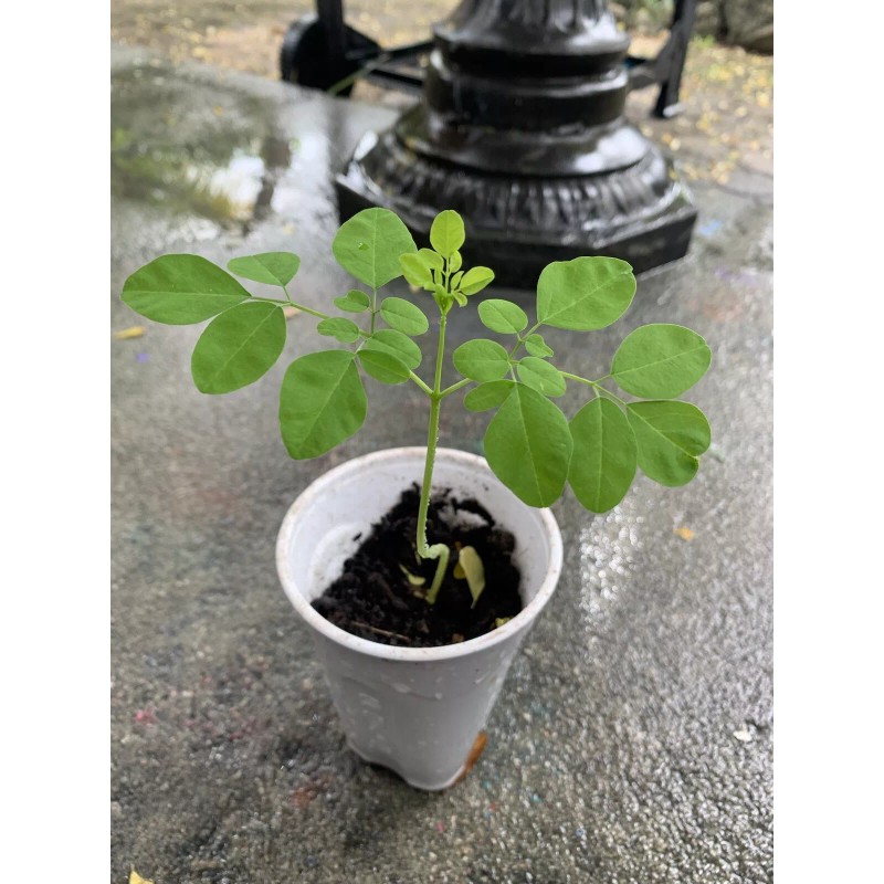 Ripkitty Moringa Oleifera (Tree of Life) Wingless Seeds Planting Nuts