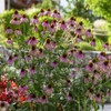 Outsidepride Echinacea Purple Coneflower Flower Seeds - 1000 Seeds