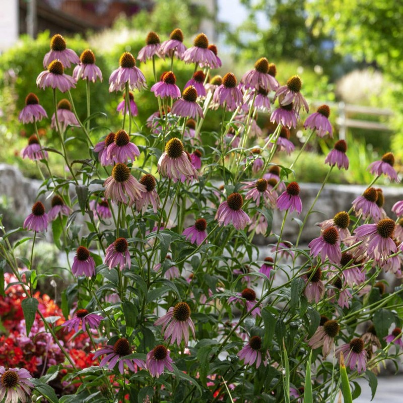 Outsidepride Echinacea Purple Coneflower Flower Seeds - 1000 Seeds