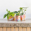 Sow N Sow Pop Up Pot, Yonder 1 Unit